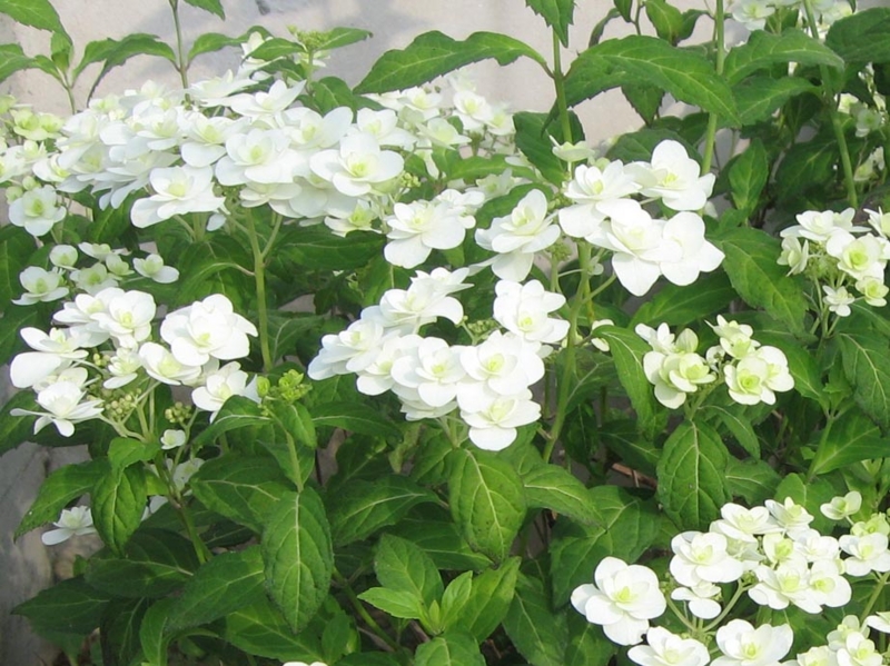 f:id:atarou:20110713063333j:image f:id:atarou:20110713063333j:image