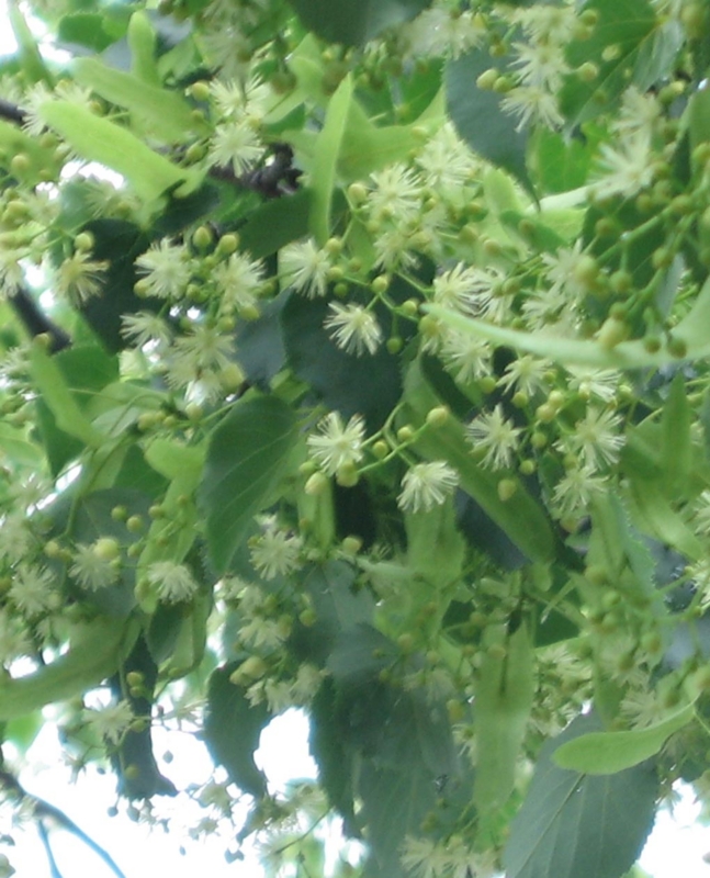 f:id:atarou:20110717194924j:image f:id:atarou:20110717194924j:image