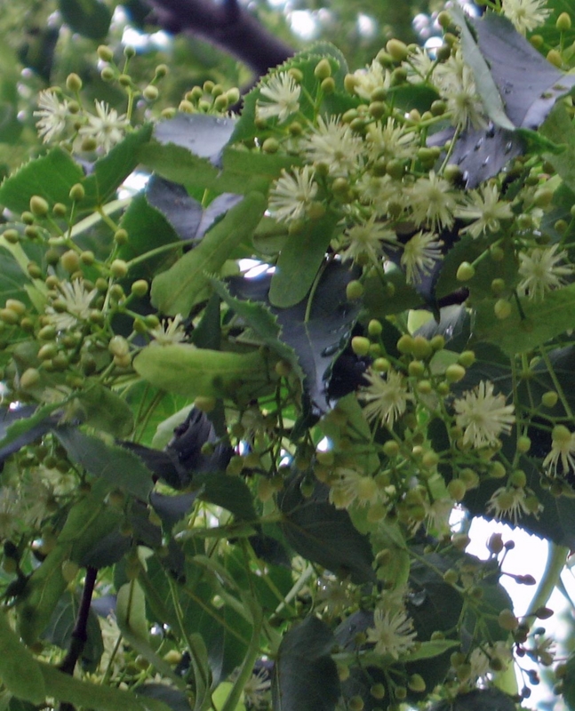 f:id:atarou:20110718064627j:image f:id:atarou:20110718064627j:image