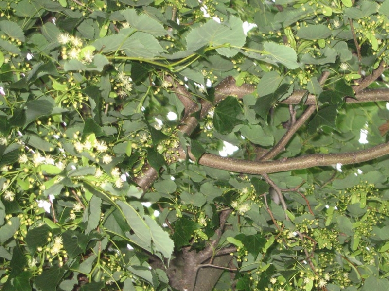f:id:atarou:20110718064630j:image f:id:atarou:20110718064630j:image
