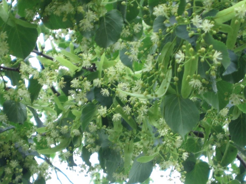 f:id:atarou:20110718070331j:image f:id:atarou:20110718070331j:image