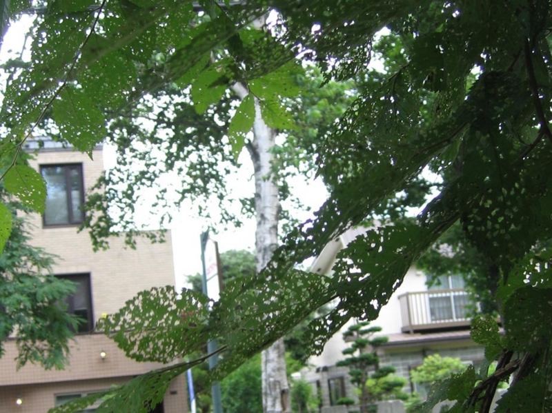 f:id:atarou:20110724060627j:image