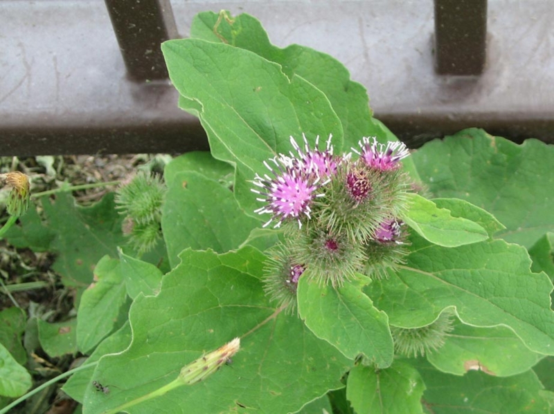 f:id:atarou:20110724062711j:image