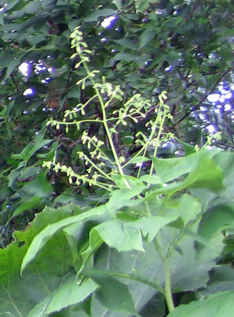 f:id:atarou:20110724062714j:image