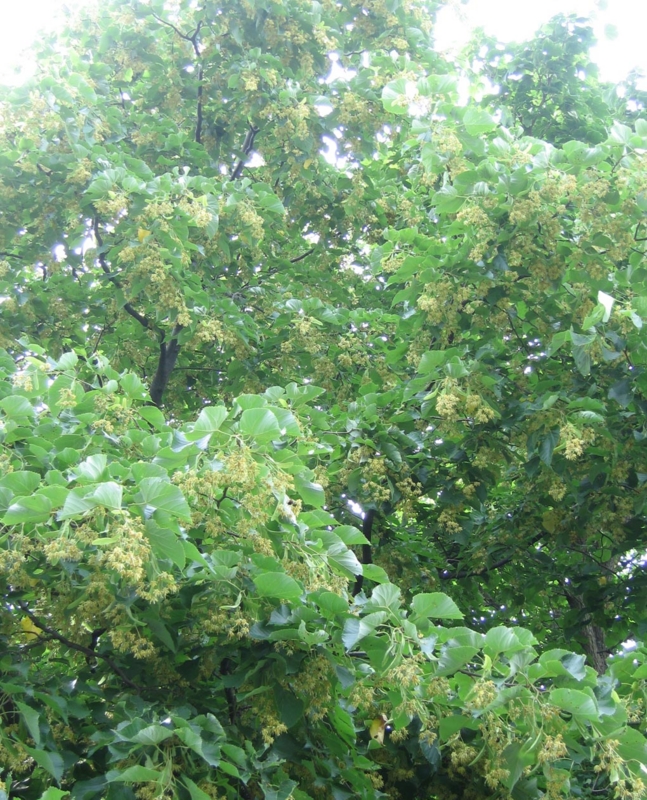 f:id:atarou:20110725064312j:image f:id:atarou:20110725064312j:image