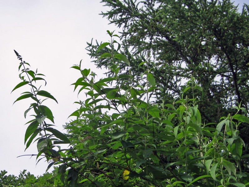 f:id:atarou:20110725064314j:image f:id:atarou:20110725064314j:image