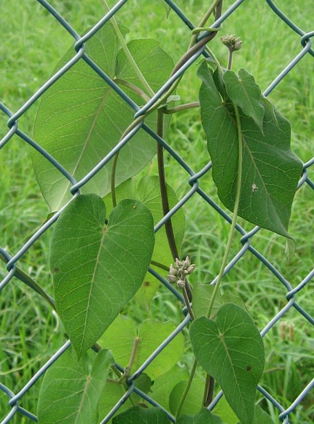 f:id:atarou:20110725065416j:image f:id:atarou:20110725065416j:image
