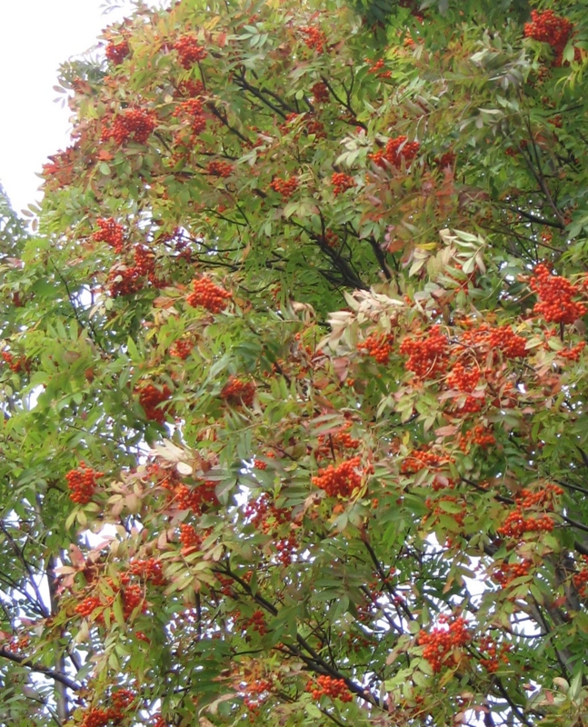 f:id:atarou:20110929192317j:image