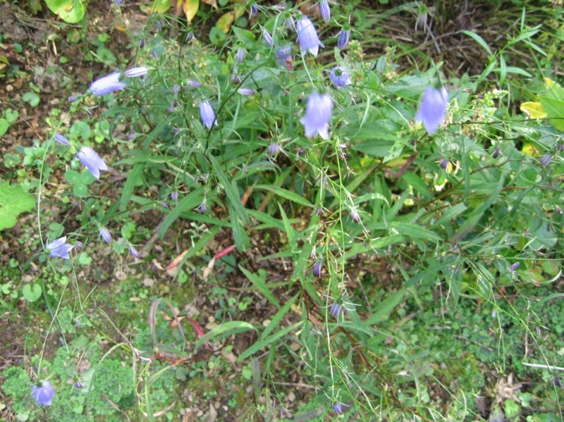 f:id:atarou:20110929193152j:image