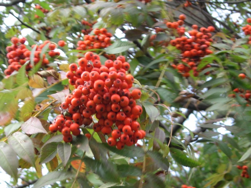 f:id:atarou:20110930064554j:image