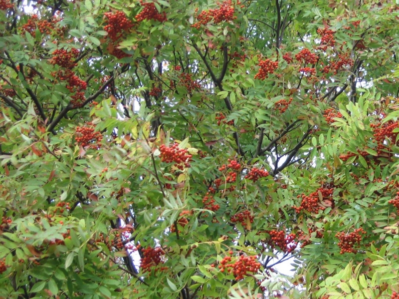 f:id:atarou:20110930064555j:image