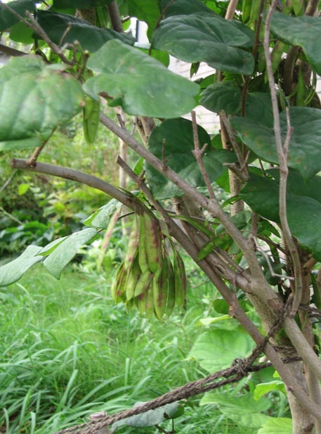 f:id:atarou:20110930065405j:image