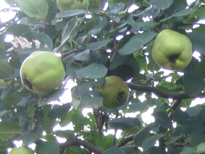 f:id:atarou:20110930070557j:image