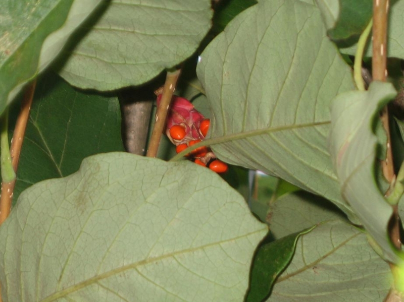 f:id:atarou:20110930070558j:image