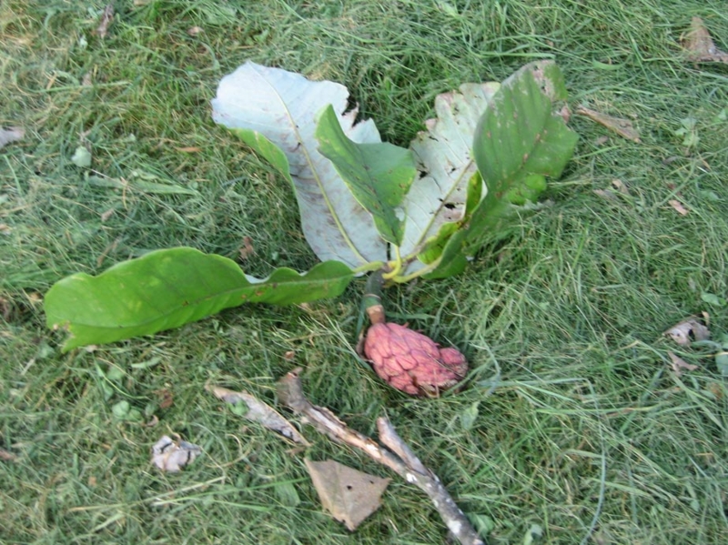 f:id:atarou:20110930071611j:image