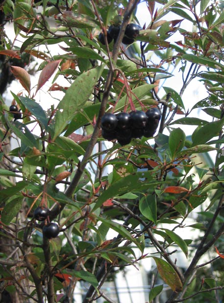 f:id:atarou:20111002064329j:image