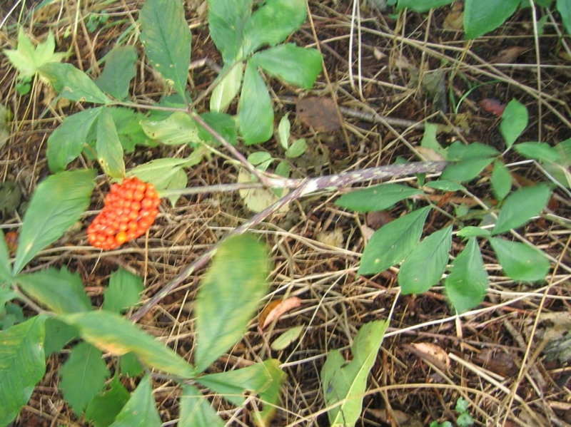 f:id:atarou:20111002065923j:image