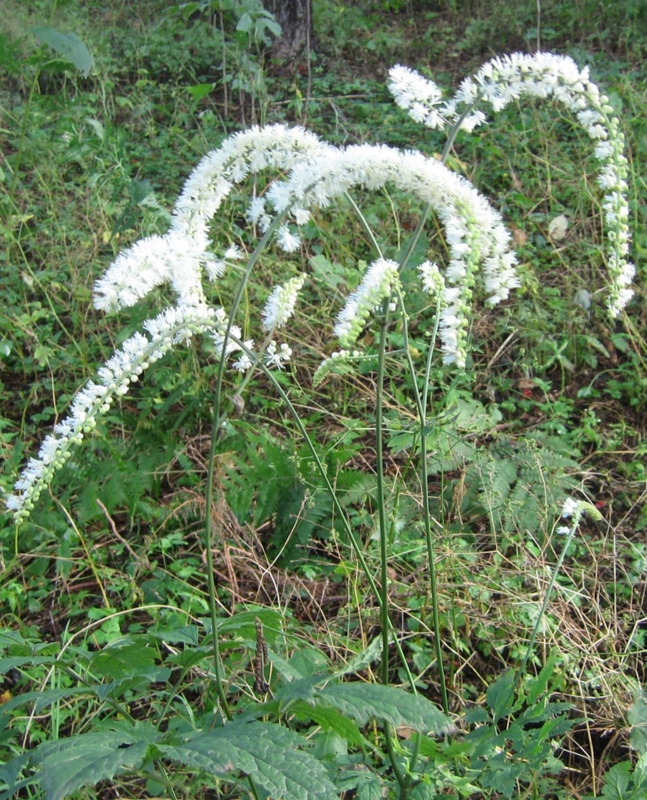 f:id:atarou:20111002065927j:image