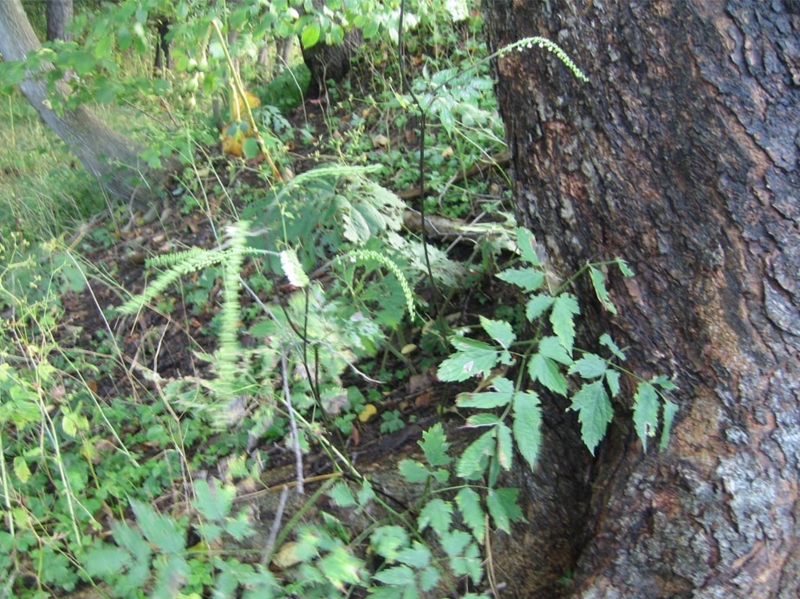 f:id:atarou:20111002065929j:image