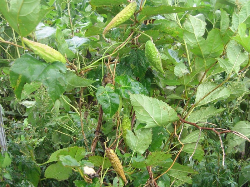 f:id:atarou:20111002071925j:image
