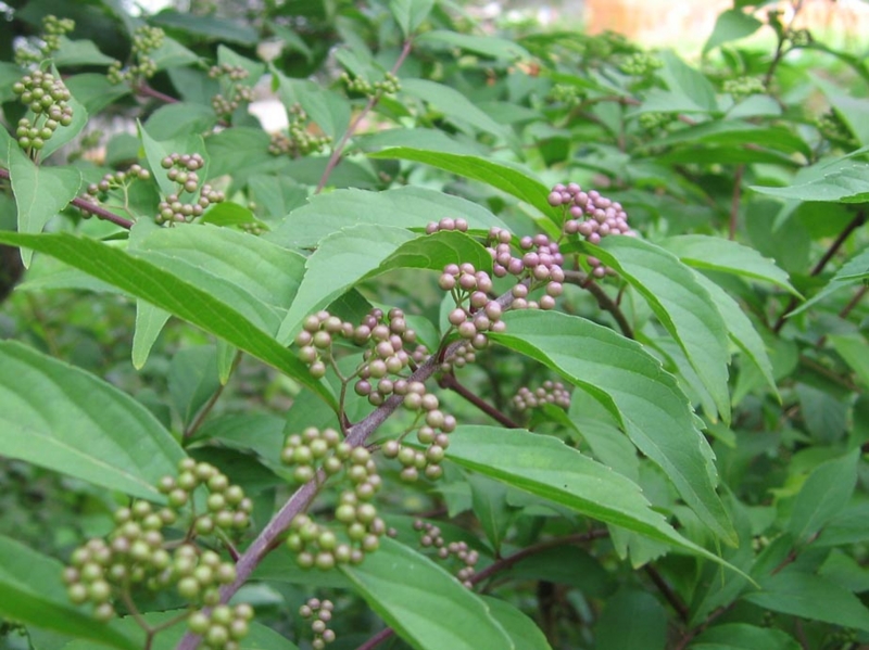 f:id:atarou:20111002181950j:image