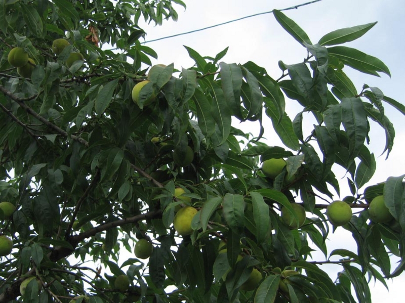 f:id:atarou:20111003061850j:image
