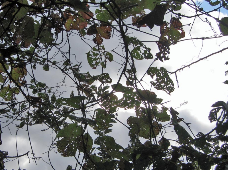 f:id:atarou:20111003064837j:image
