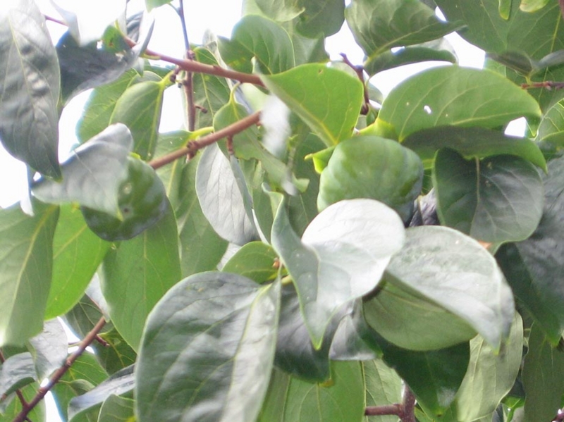 f:id:atarou:20111004065554j:image