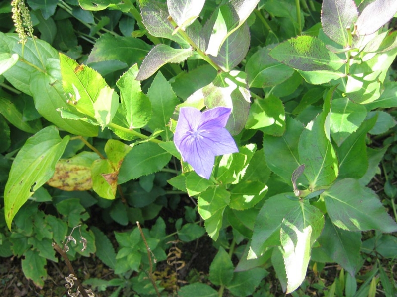f:id:atarou:20111005054244j:image