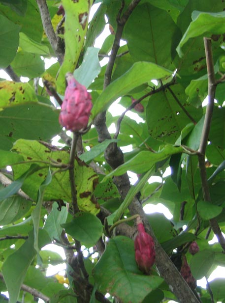 f:id:atarou:20111005055220j:image