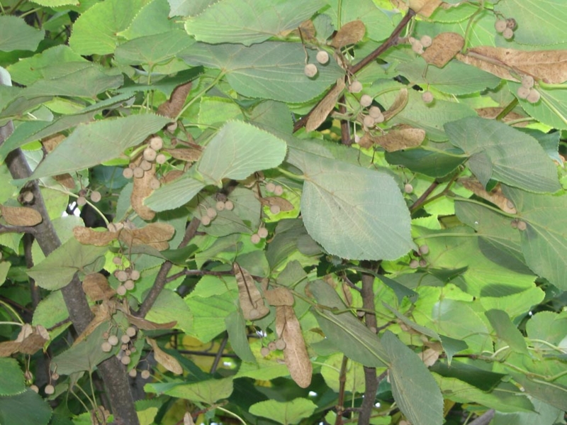 f:id:atarou:20111005055223j:image