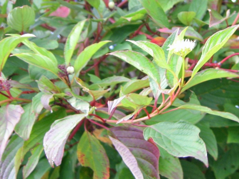 f:id:atarou:20111005061414j:image
