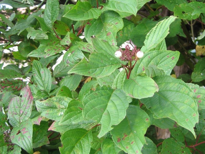 f:id:atarou:20111005061416j:image