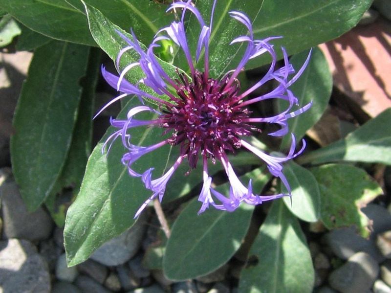 f:id:atarou:20111005191418j:image