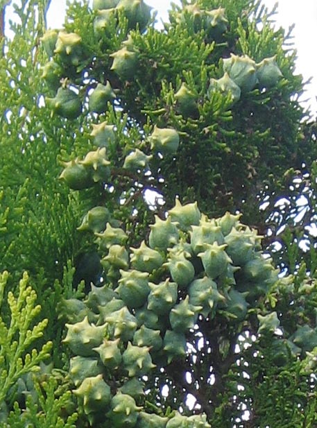 f:id:atarou:20111006062632j:image