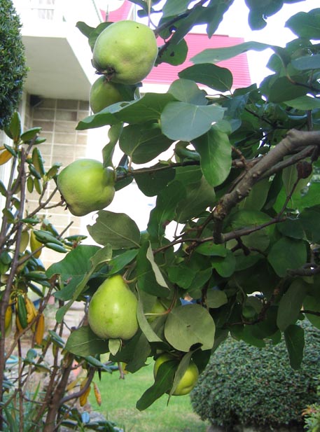 f:id:atarou:20111006062633j:image