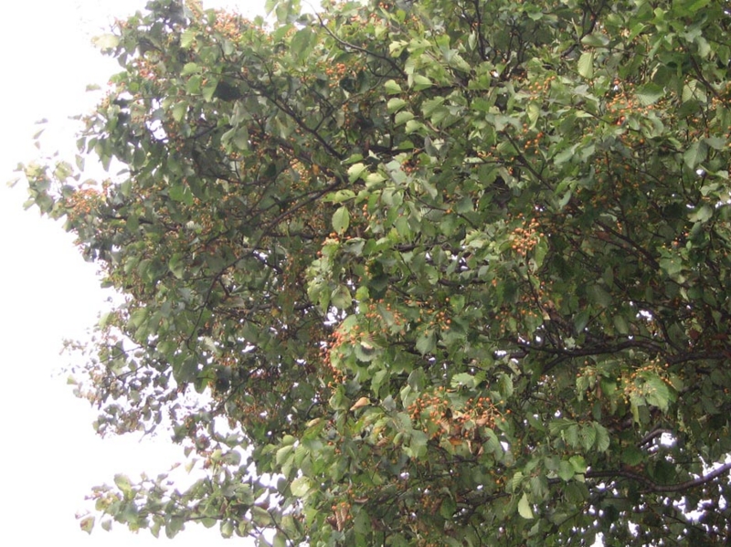 f:id:atarou:20111006065230j:image