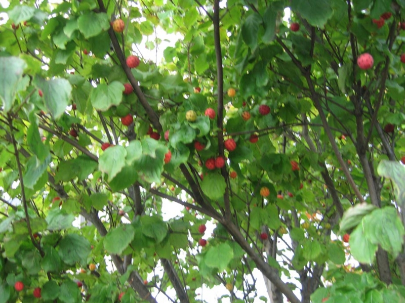 f:id:atarou:20111006204524j:image