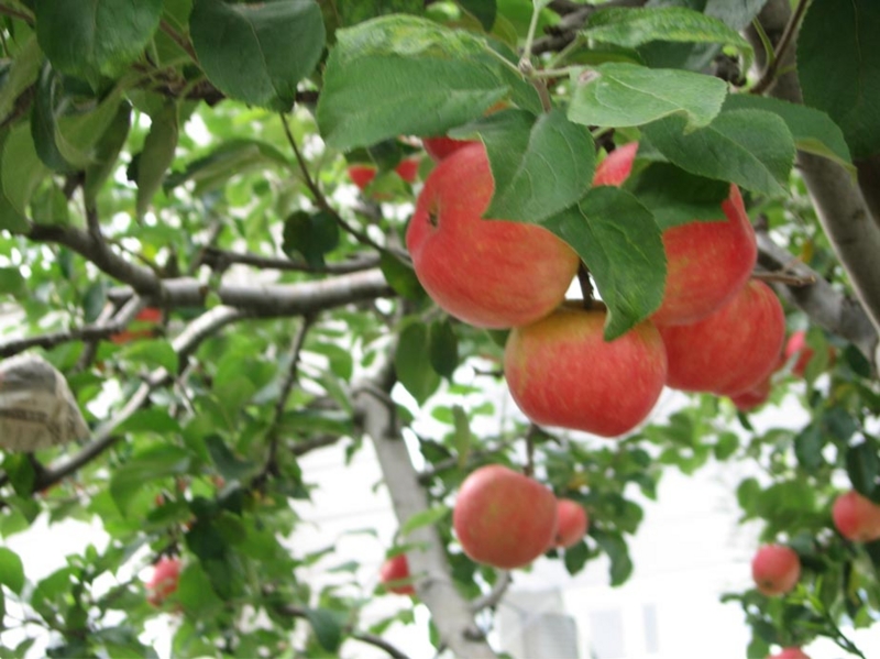 f:id:atarou:20111006205739j:image