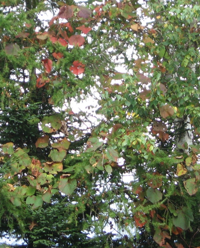 f:id:atarou:20111007051452j:image