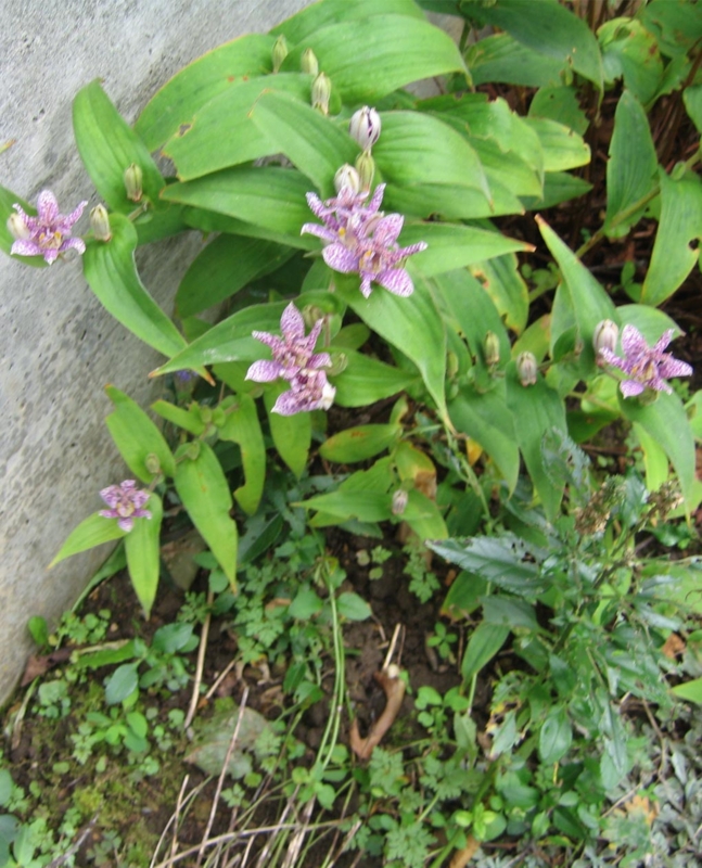 f:id:atarou:20111007200611j:image