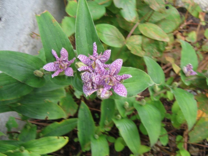 f:id:atarou:20111007201506j:image