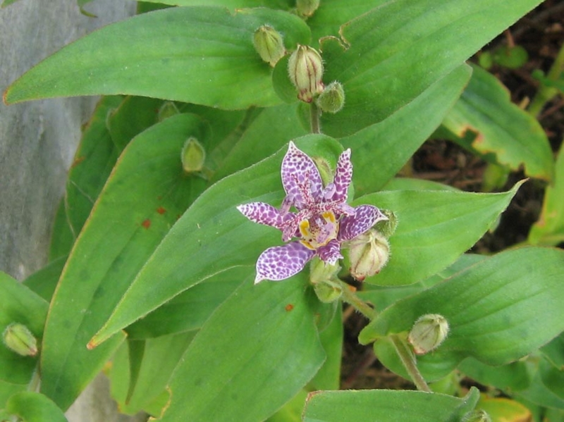 f:id:atarou:20111007201508j:image