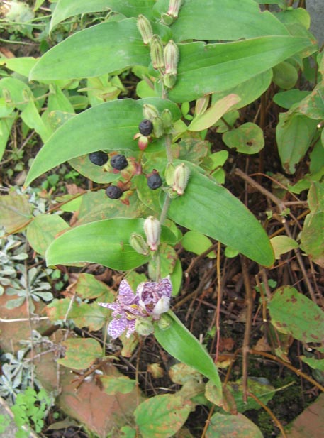 f:id:atarou:20111007201510j:image