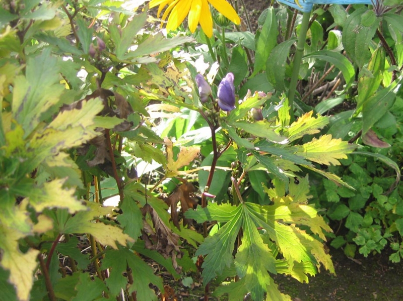 f:id:atarou:20111008065654j:image
