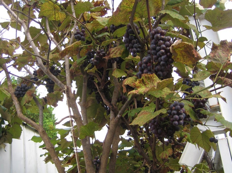 f:id:atarou:20111008065655j:image