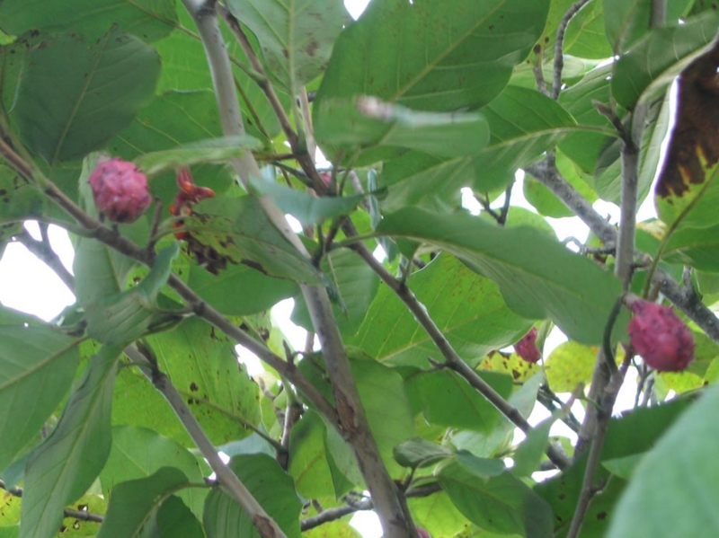 f:id:atarou:20111008065656j:image