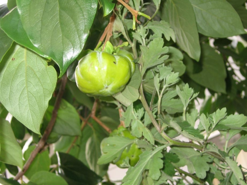 f:id:atarou:20111008070313j:image