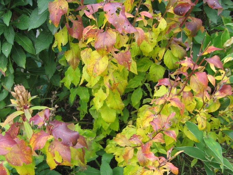 f:id:atarou:20111008190659j:image