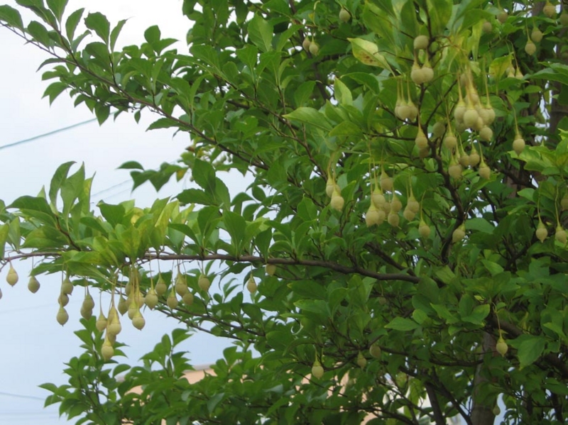 f:id:atarou:20111009055021j:image